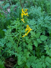 Corydalis curvisiliqua