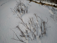 Spiraea hypericifolia