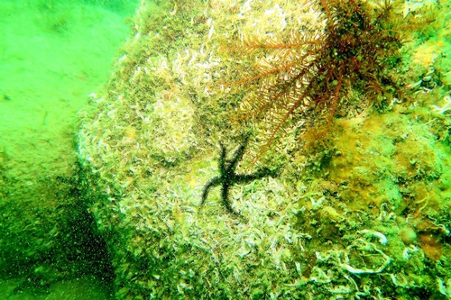 Clarkcoma canaliculata observed 2025-12-28
