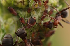 Metopeurum fuscoviride