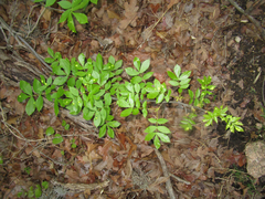 Phylloxera caryaescissa