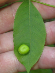 Phylloxera caryaescissa