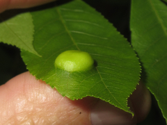 Phylloxera caryaescissa