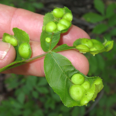 Phylloxera caryaescissa