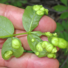 Phylloxera caryaescissa