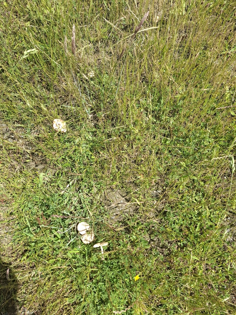 Marasmius oreades · December 2025 · photo: © armillariabianca (iNaturalist, cc0)