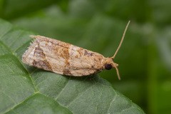Neocalyptis affinisana