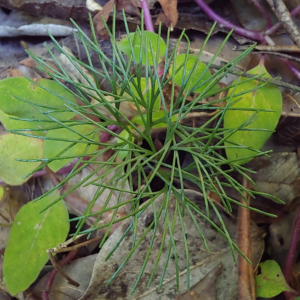 Epiphytic curlygrass fern (Schizaea poeppigiana)