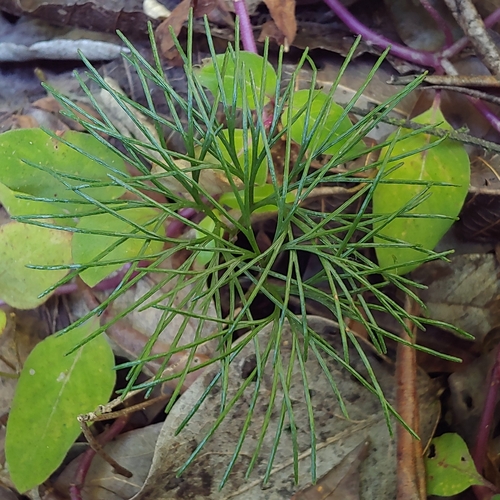 Epiphytic curlygrass fern (Schizaea poeppigiana)