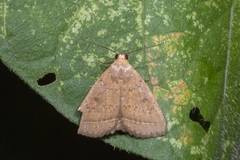 Simplicia discosticta