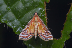 Ambia decoralis
