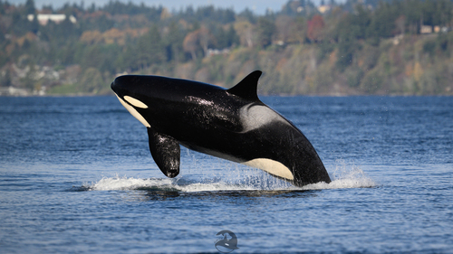 Resident Killer Whale photographed in Washington