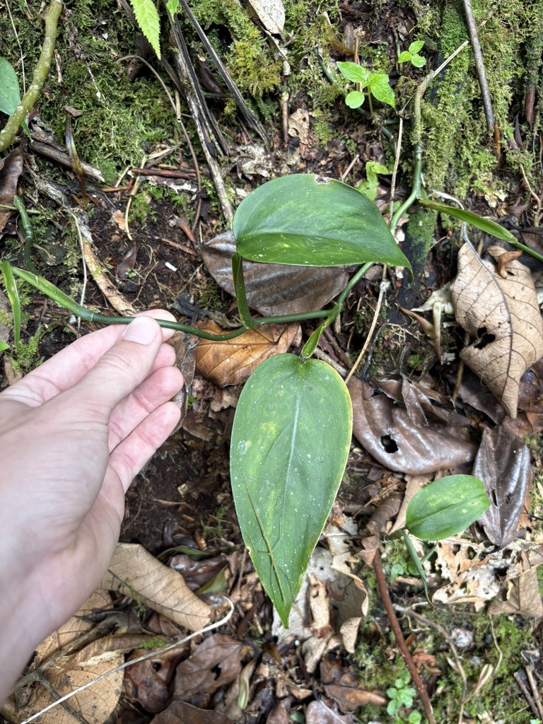 Scindapsus hederaceus (Scindapsus hederaceus)
