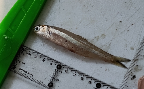 Zilverstreep-ansjovis (Anchoa argentivittata) — Engraulidae — 2