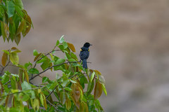 Icterus cayanensis cayanensis