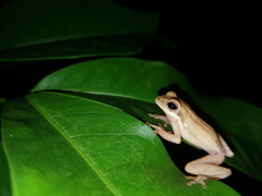 Chirixalus trilaksonoi