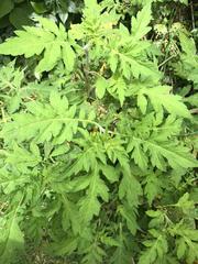 Ambrosia arborescens
