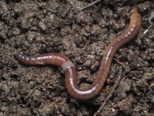 Amynthas gracilis observed 2025-07-29