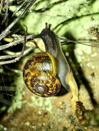 Hemicycla fulgida