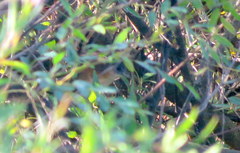 Laterallus melanophaius