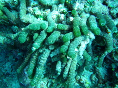 Tydemania expeditionis