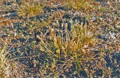 Carex melanocarpa