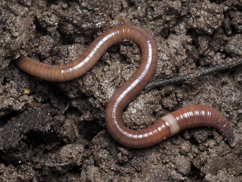 Amynthas gracilis observed 2025-07-29