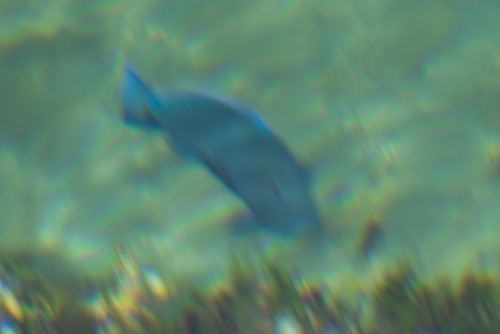 Acanthurus coeruleus