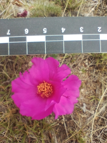 Portulaca eruca (Portulaca eruca)