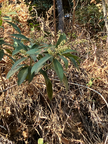 Pieris formosa, photograph 4