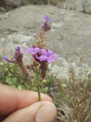 Verbena intermedia