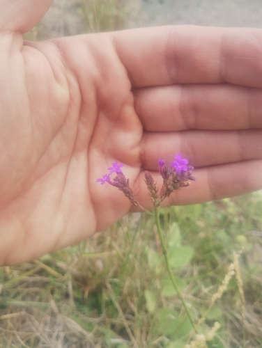 Verbena intermedia, photograph 2