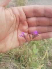 Verbena intermedia, photograph (c) Matias Baranzelli, some rights reserved (CC BY)