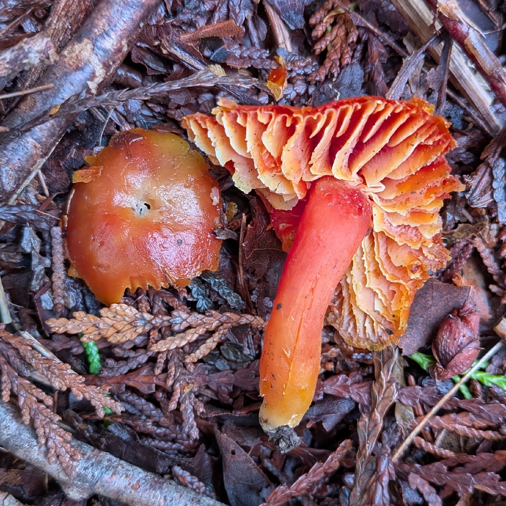 Hygrocybe marchii