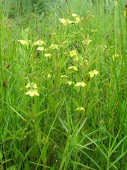 Lysimachia hybrida