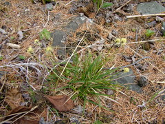 Carex melanocarpa
