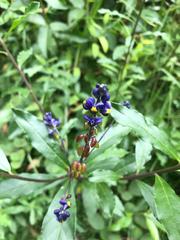 Monnina phillyreoides