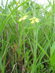 Lysimachia hybrida
