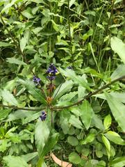 Monnina phillyreoides