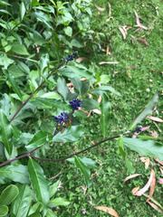 Monnina phillyreoides