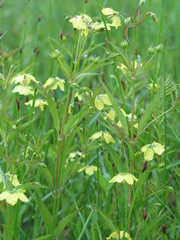 Lysimachia hybrida