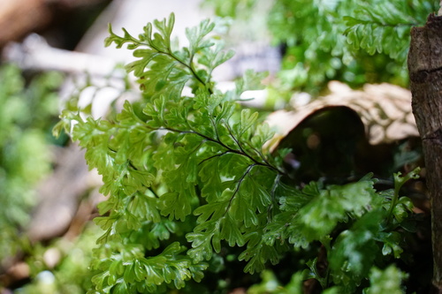 Hymenophyllum cuneatum observed 2024-11-19