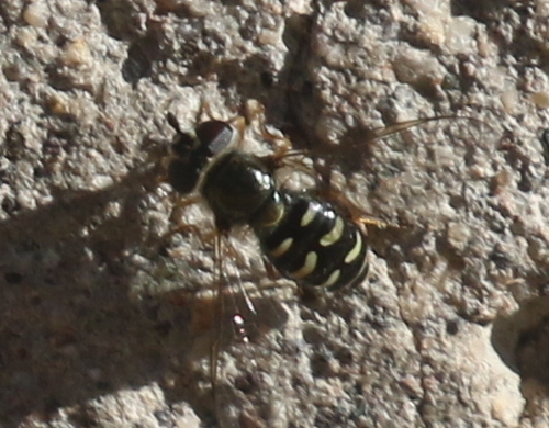 Unknown species found near Cornville, AZ 86325, USA
