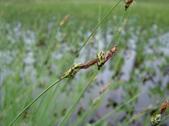 Carex meyeriana