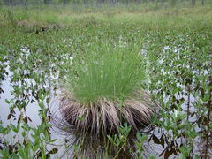 Carex meyeriana