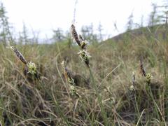 Carex meyeriana