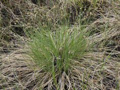 Carex meyeriana