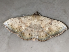 Anticarsia irrorata