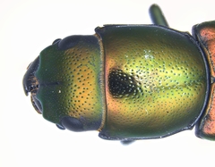 Temnoscheila acuta