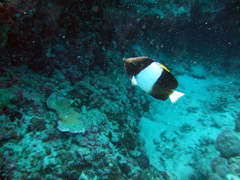 Hemitaurichthys zoster